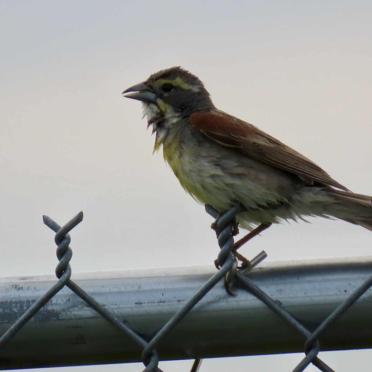 Dickcissel - ML620609915