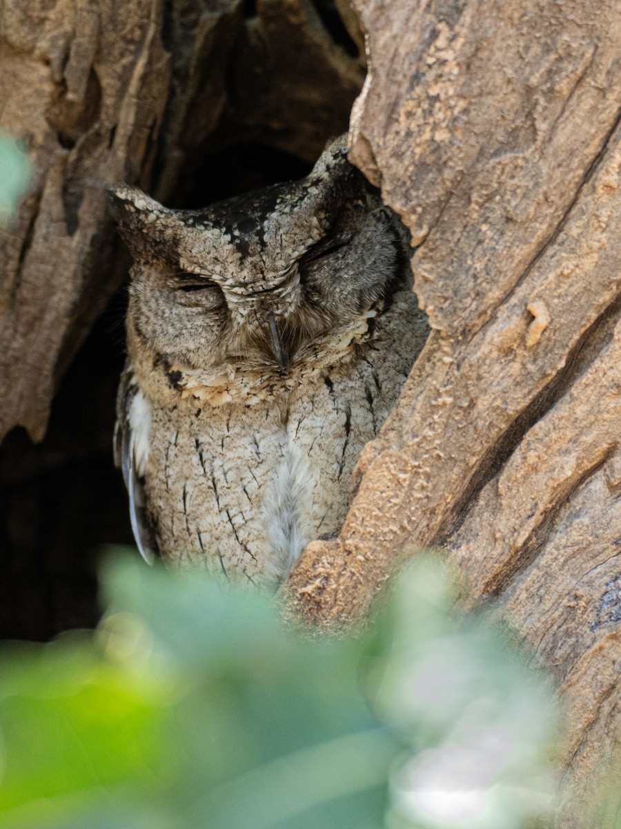 Indian Scops-Owl - ML620609918