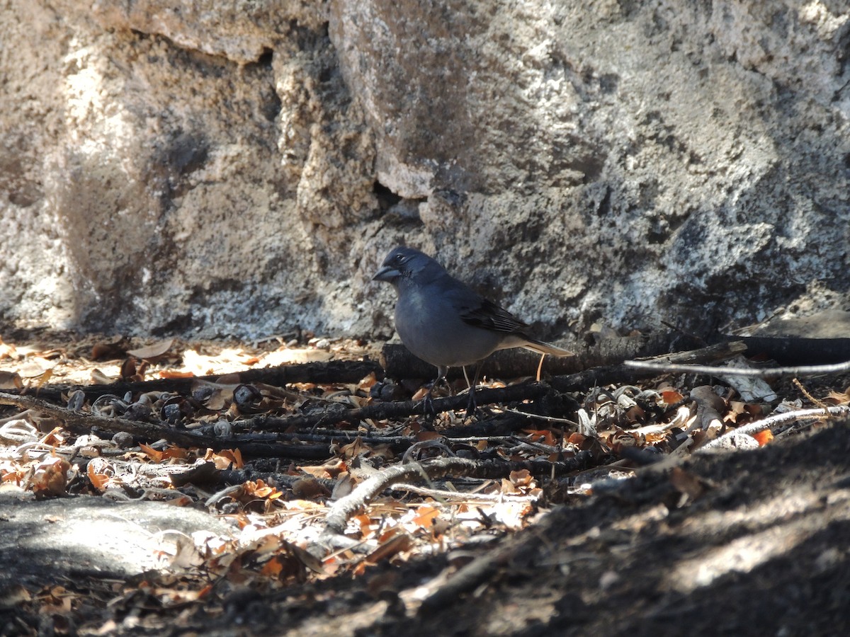 Tenerife Blue Chaffinch - ML620609920