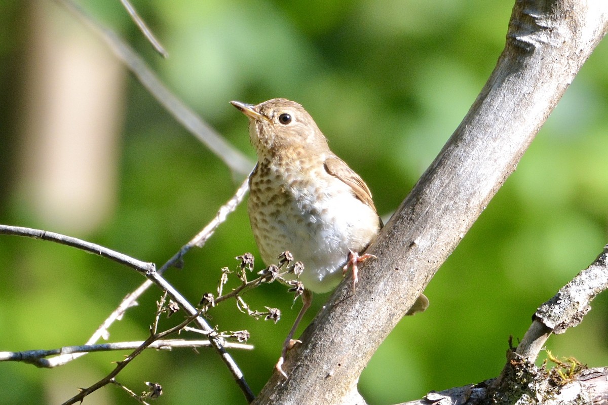 Swainson's Thrush - ML620609921