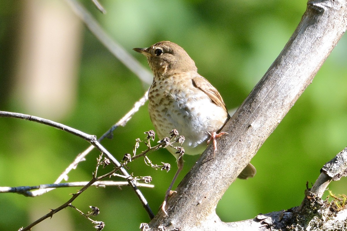 Swainson's Thrush - ML620609922