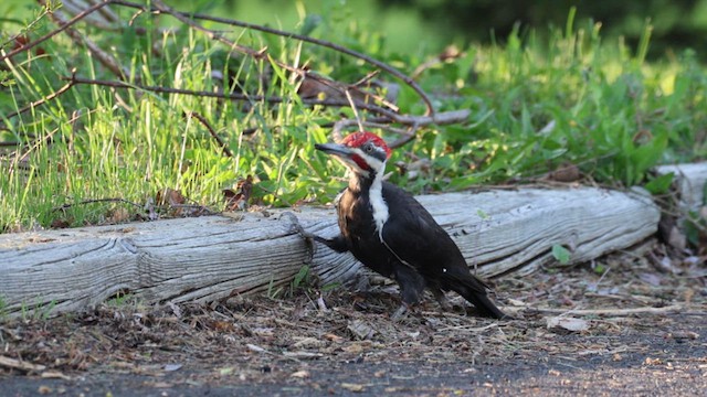 Pileated Woodpecker - ML620609924