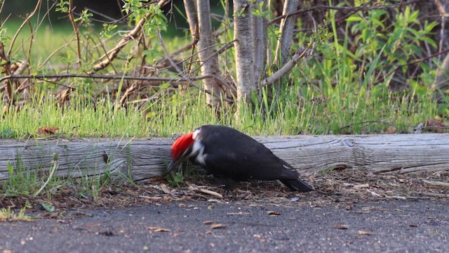 Pileated Woodpecker - ML620609927