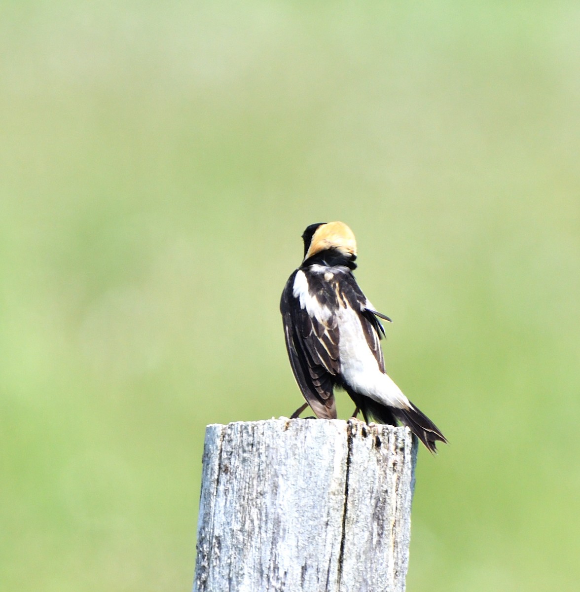 bobolink americký - ML620609931