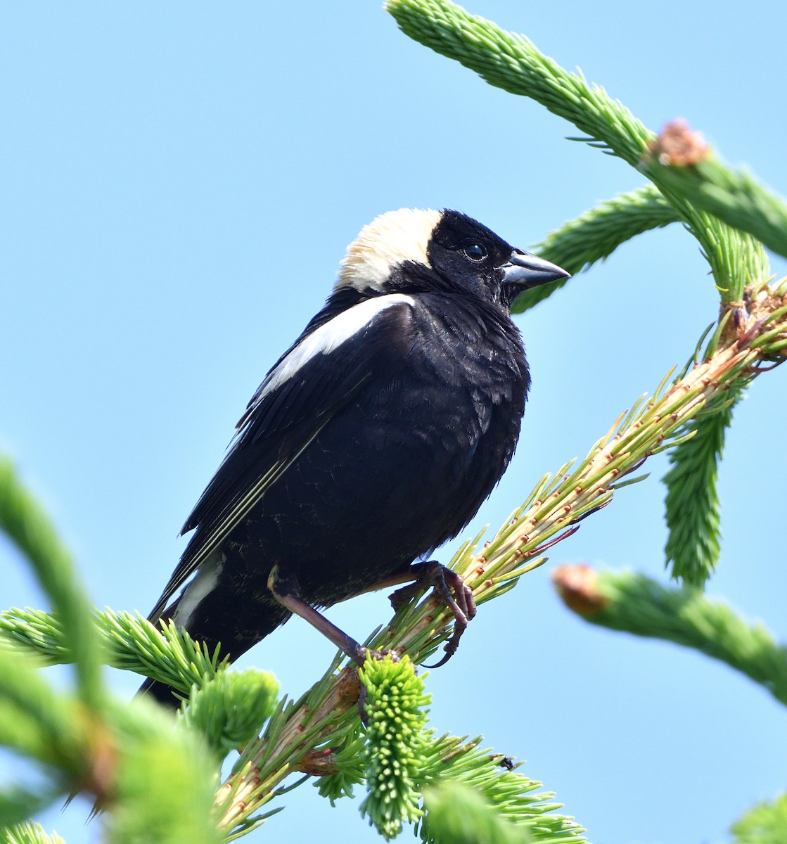 bobolink americký - ML620609932