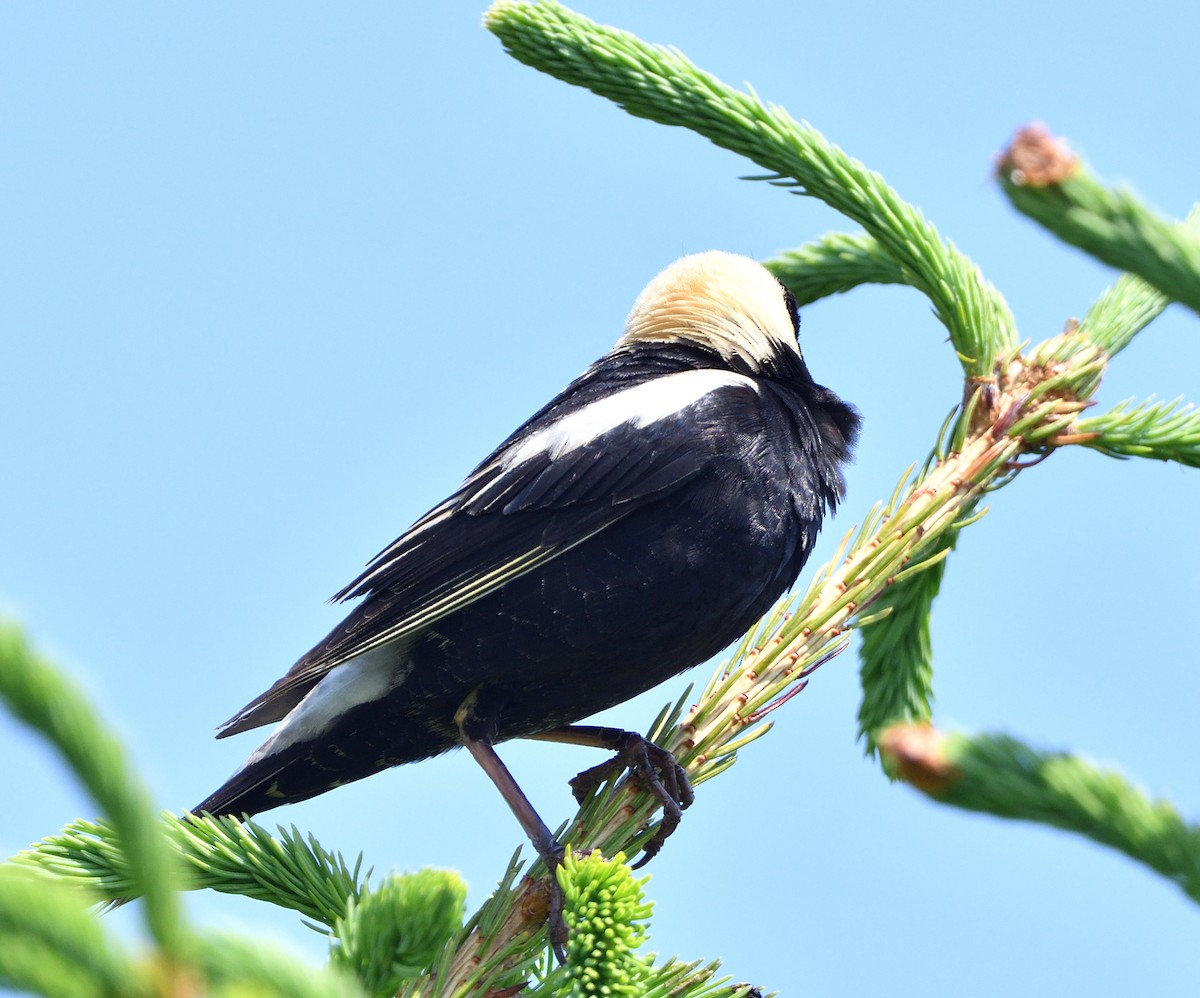 bobolink americký - ML620609933