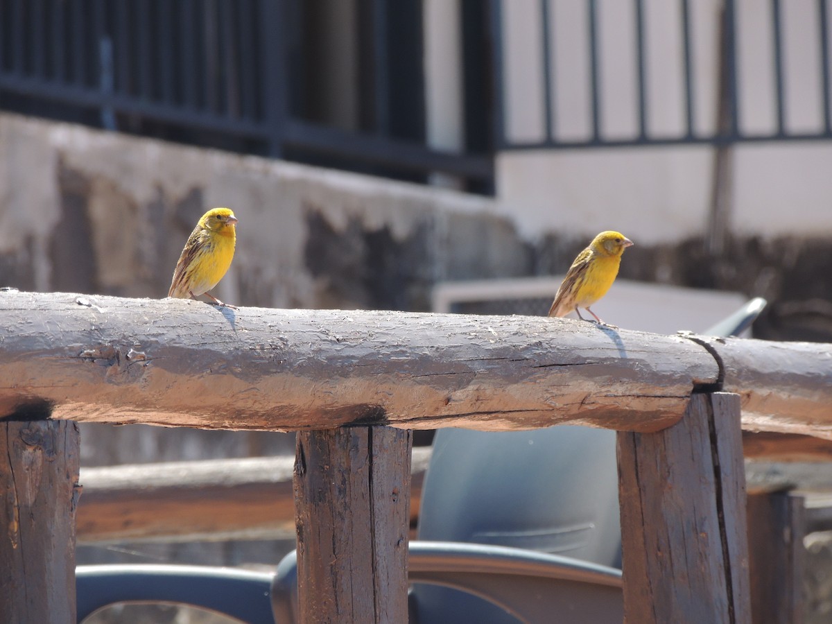 Island Canary - ML620609937