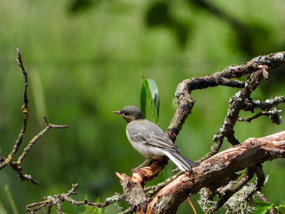 White Wagtail - ML620609939