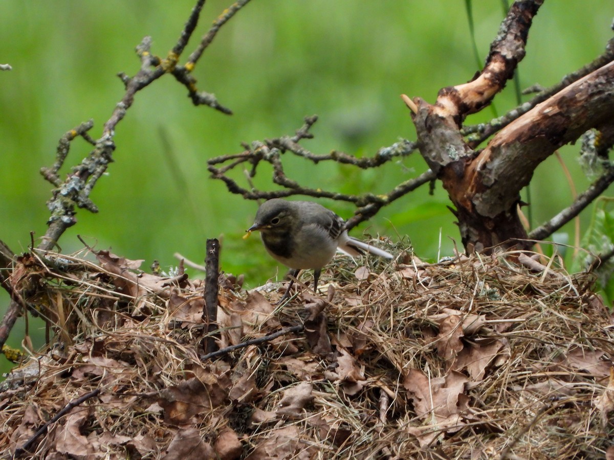 White Wagtail - ML620609940