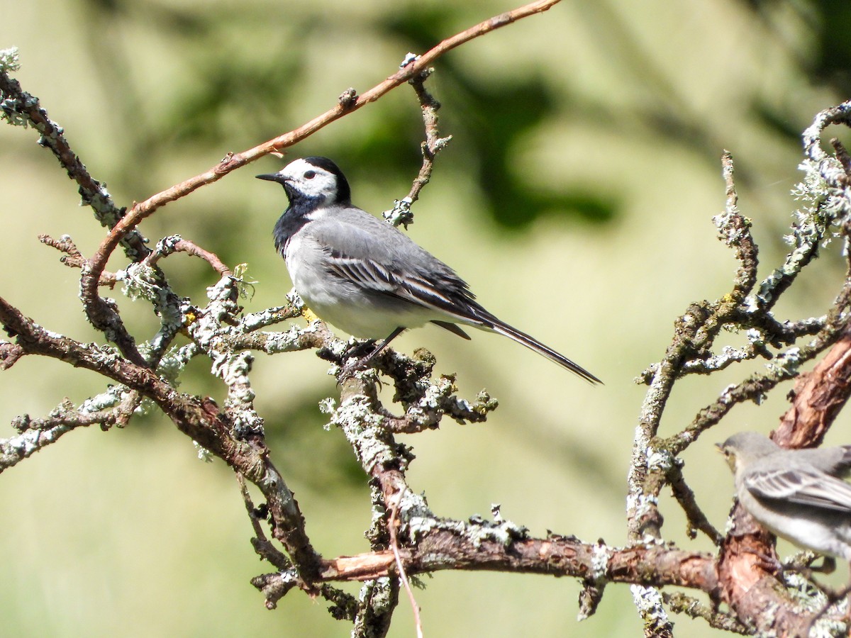 White Wagtail - ML620609946