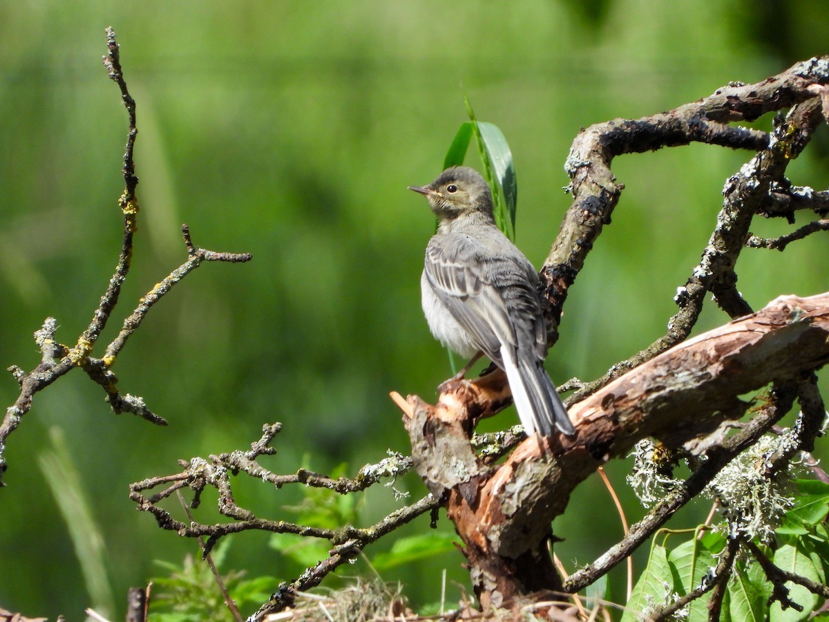 White Wagtail - ML620609948