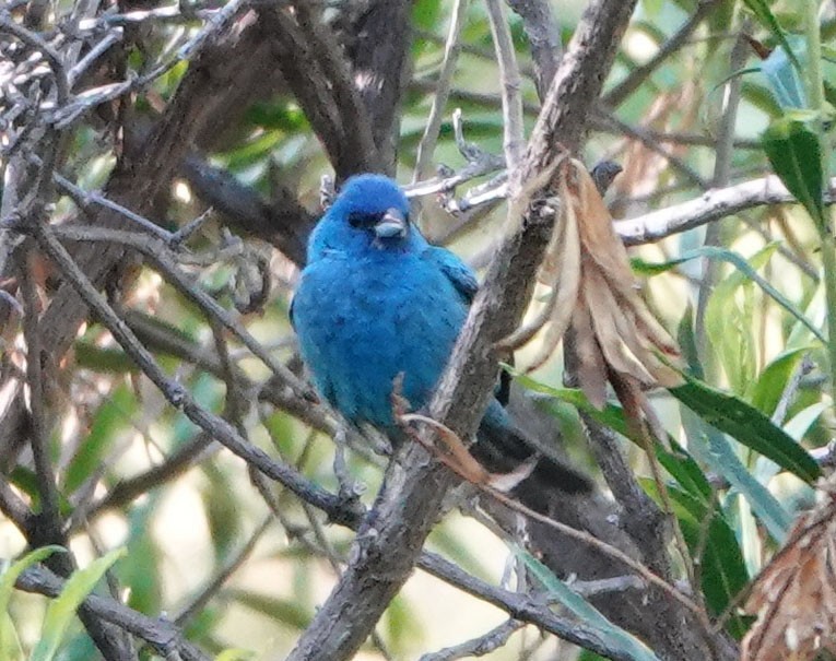 Indigo Bunting - ML620609950