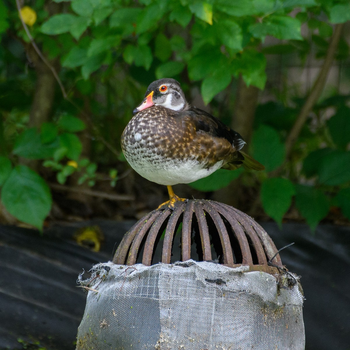 Wood Duck - ML620609954