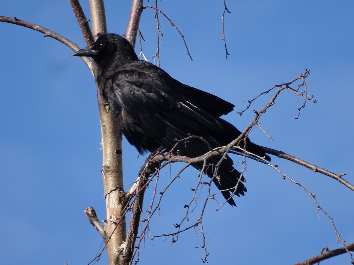 American Crow - ML620609956