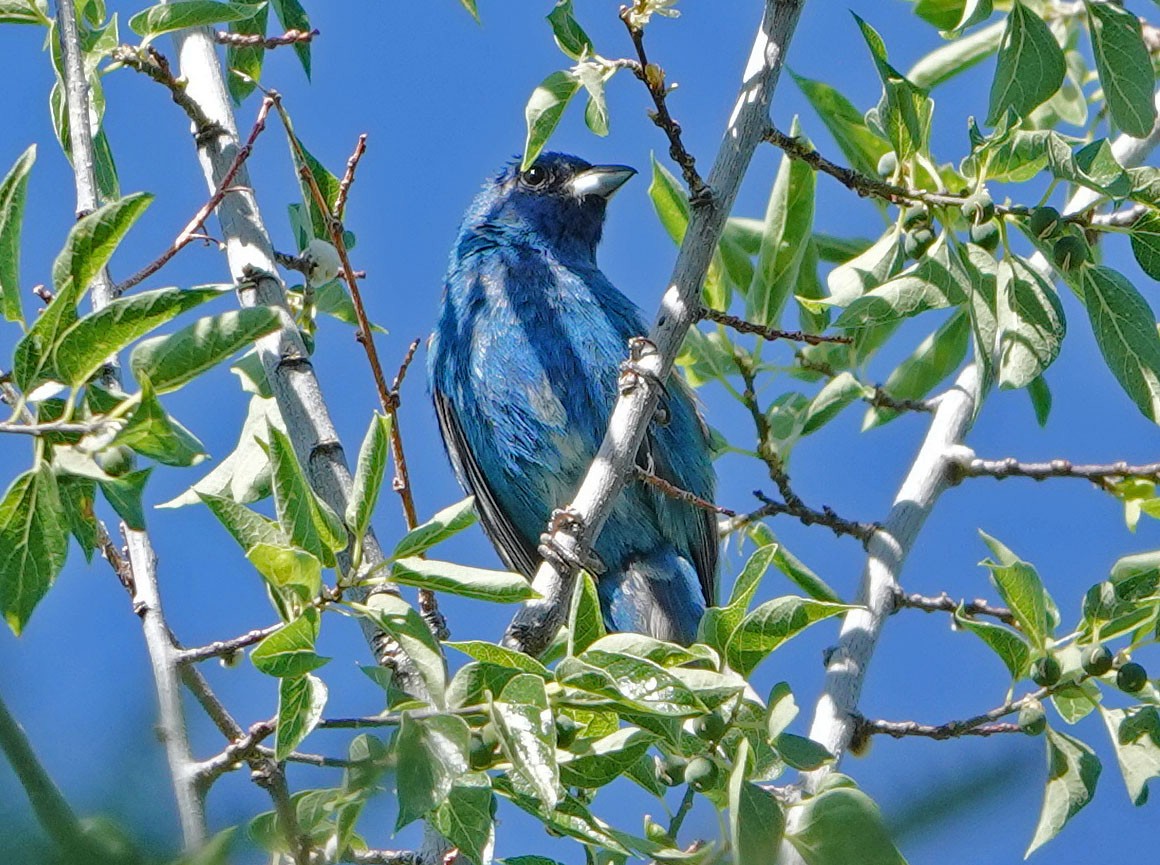 Passerin indigo - ML620609958