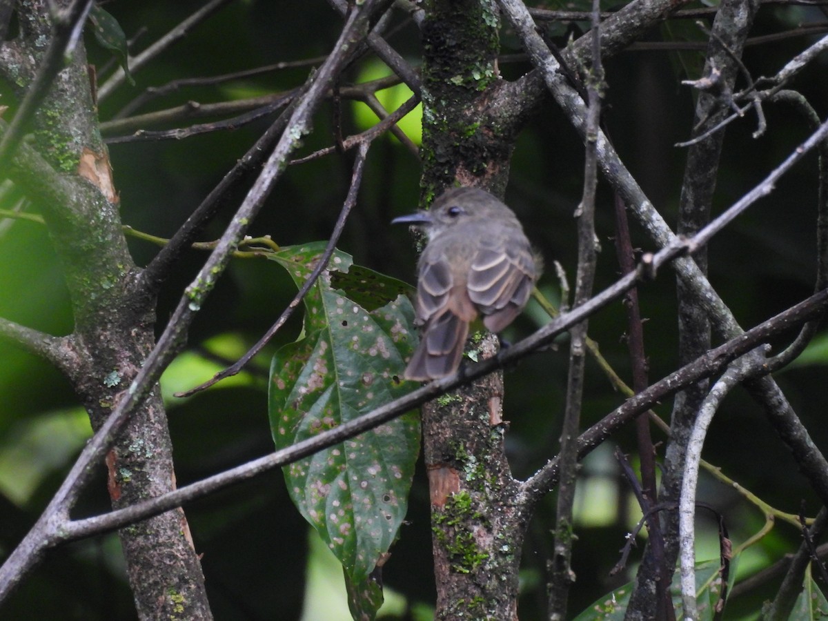 Short-crested Flycatcher - ML620609964