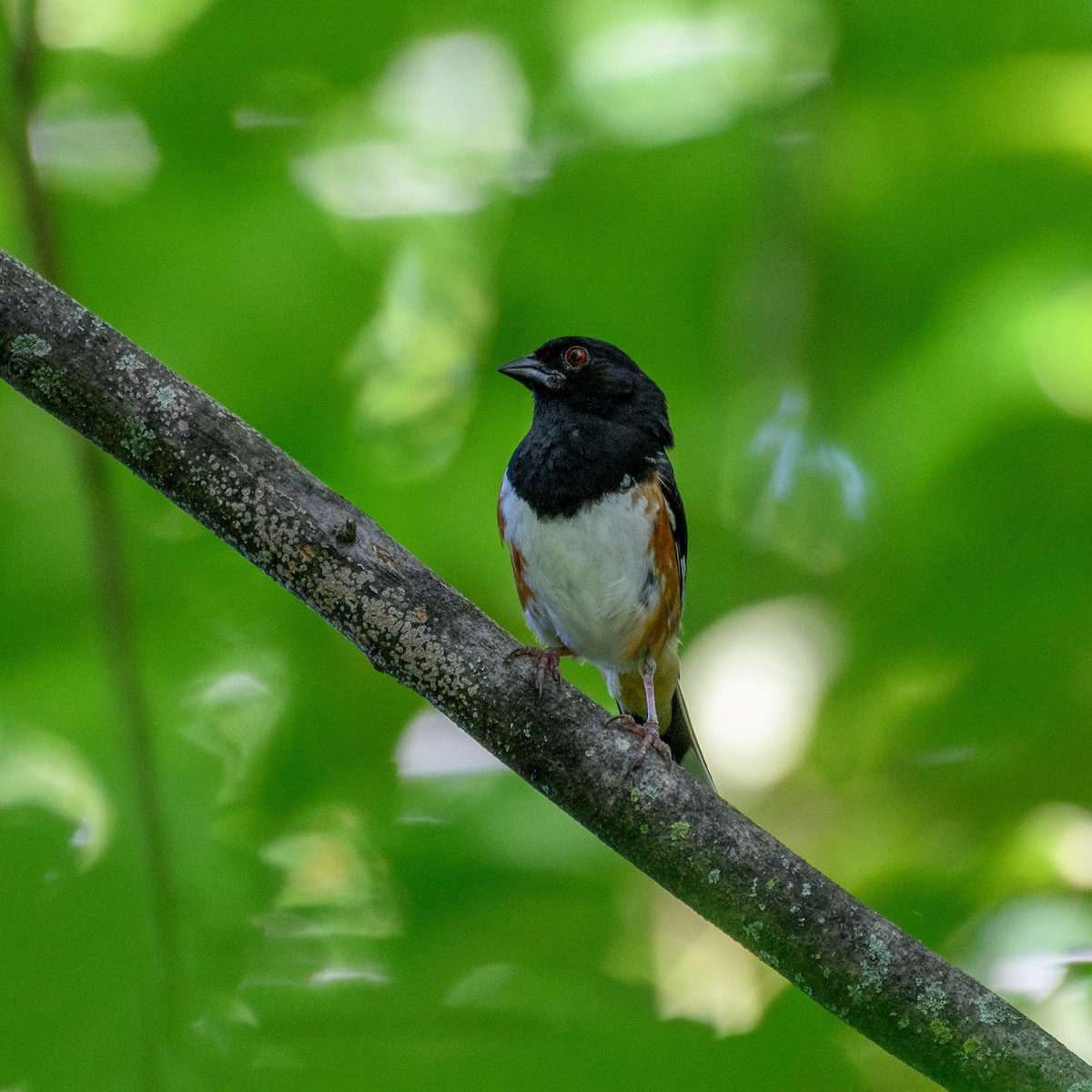 Eastern Towhee - ML620609965