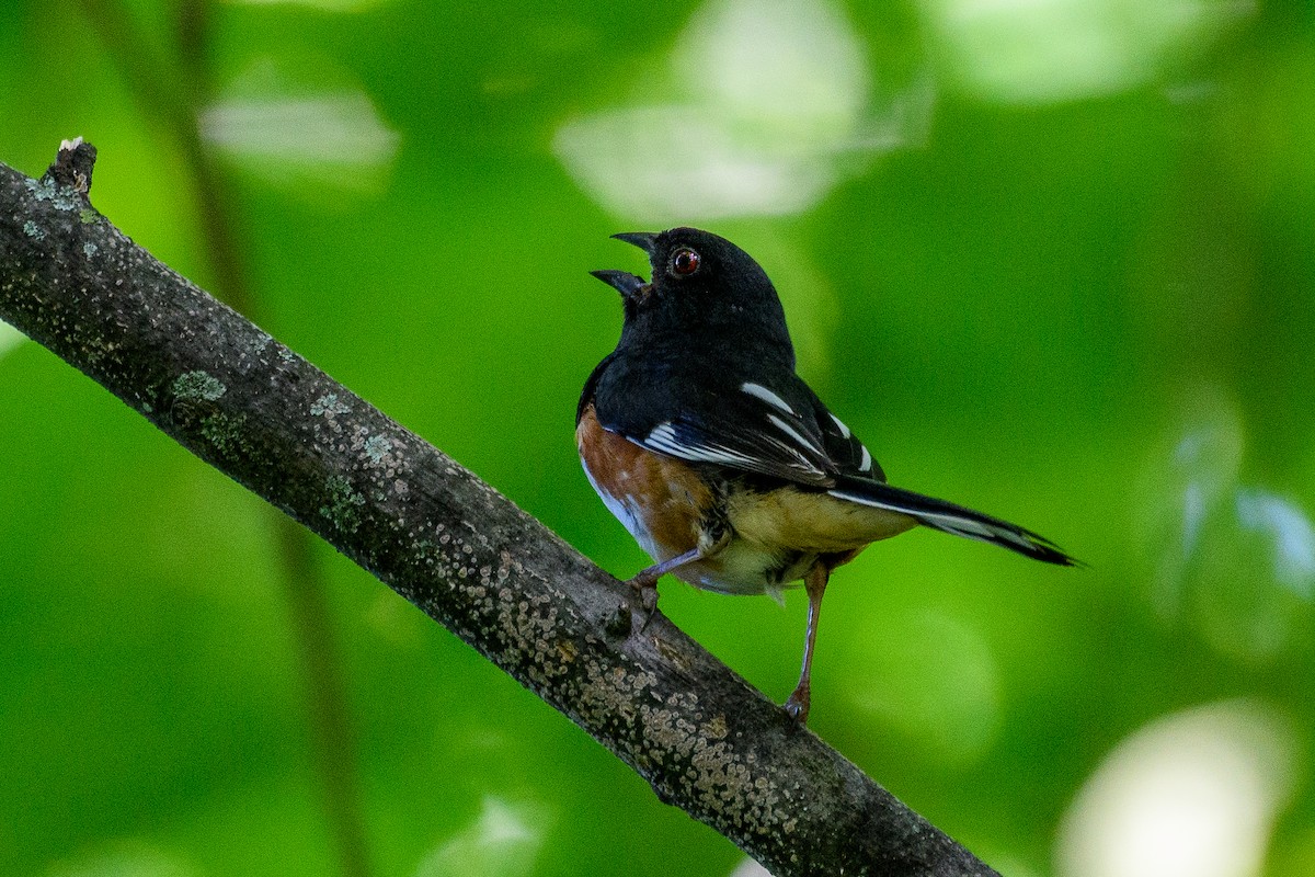 Eastern Towhee - ML620609969