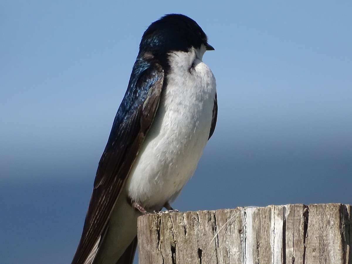 Golondrina Bicolor - ML620609975