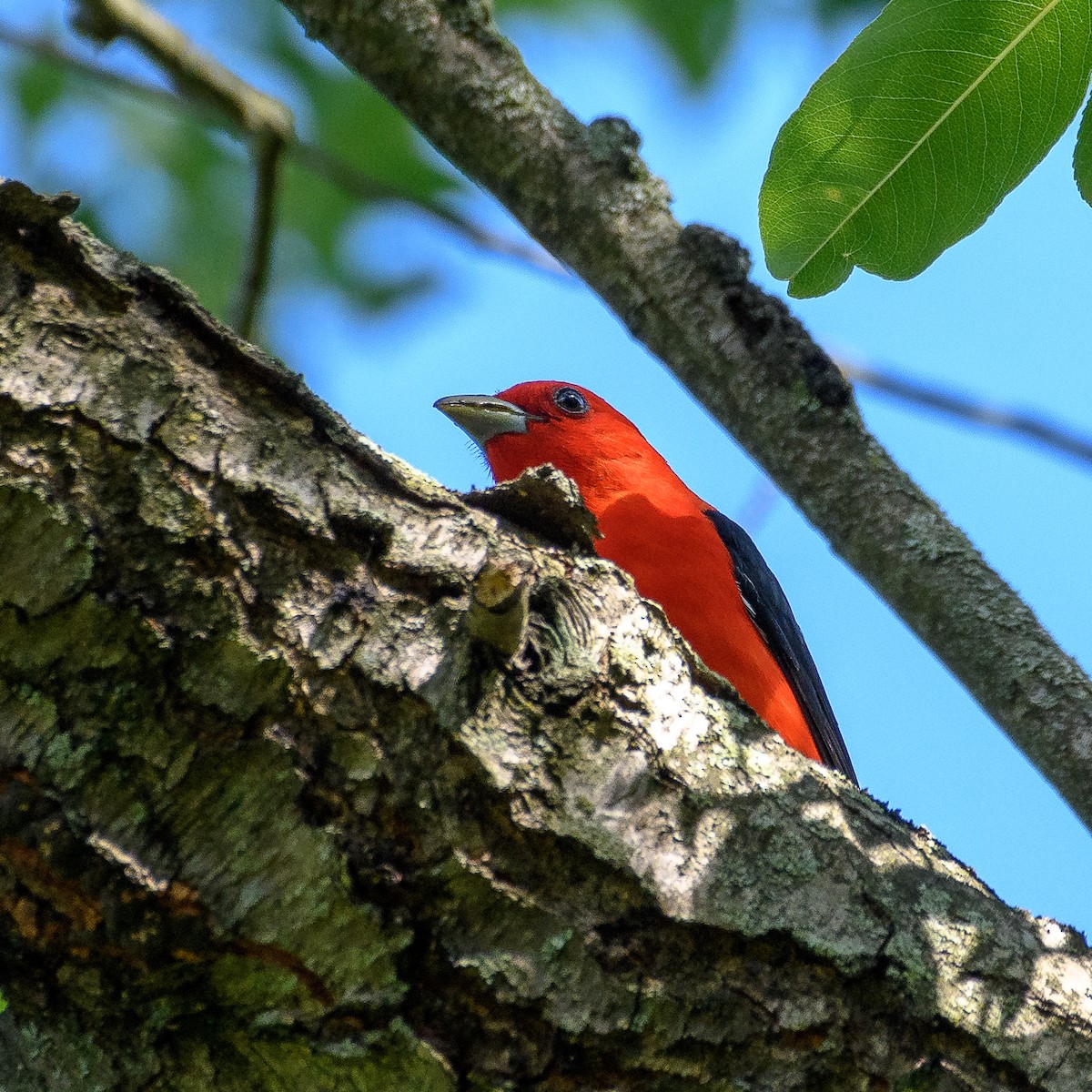 Scarlet Tanager - ML620609977