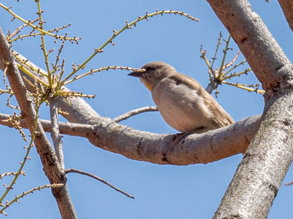 Yellow-throated Sparrow - ML620609979