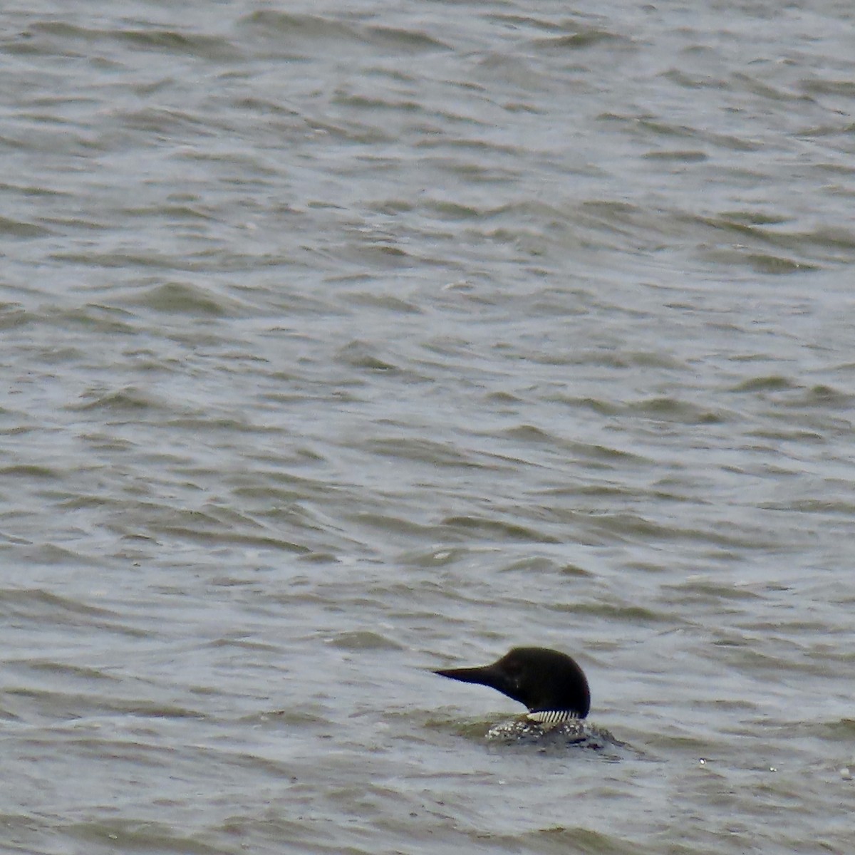 Common Loon - ML620609981