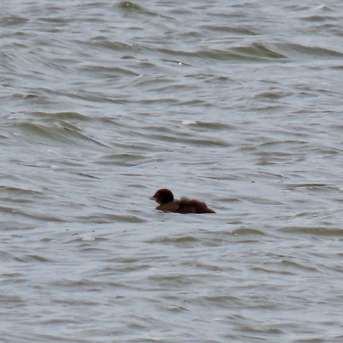 Common Loon - ML620609984