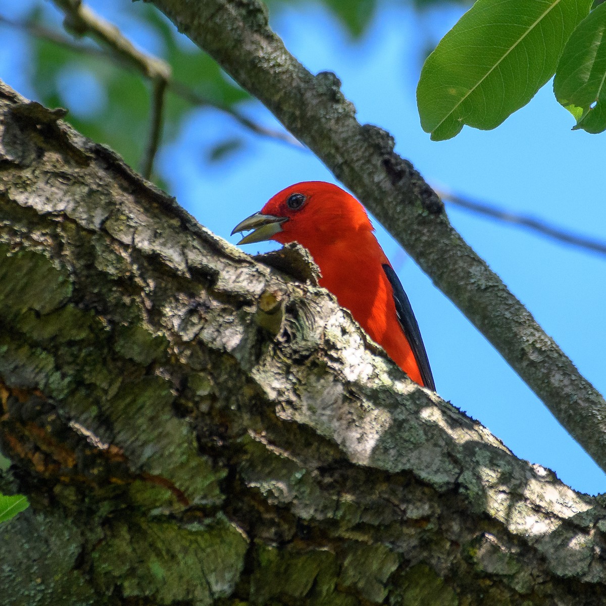 Scarlet Tanager - ML620609985