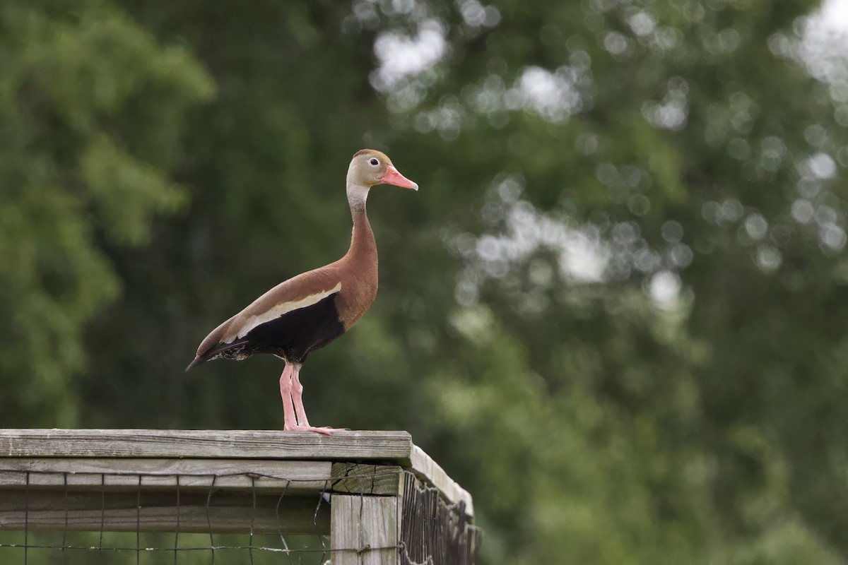 Dendrocygne à ventre noir - ML620609987