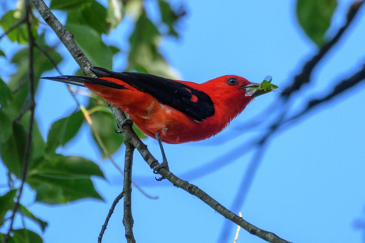 Scarlet Tanager - ML620609988