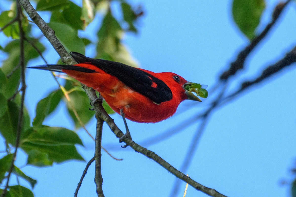 Scarlet Tanager - ML620609989