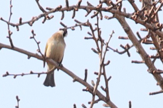 Light-vented Bulbul - ML620609993