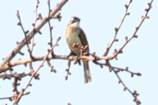 Light-vented Bulbul - ML620609995