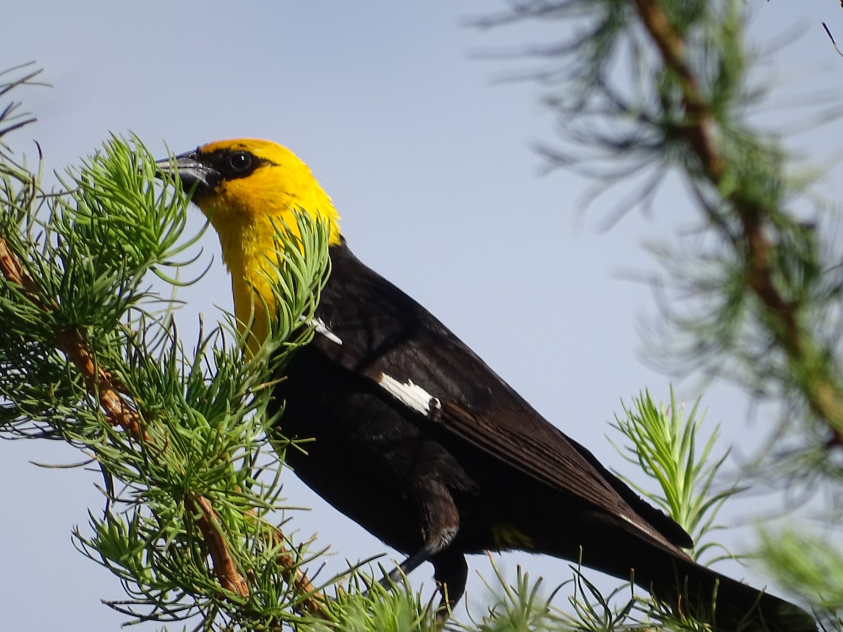 Yellow-headed Blackbird - ML620609997