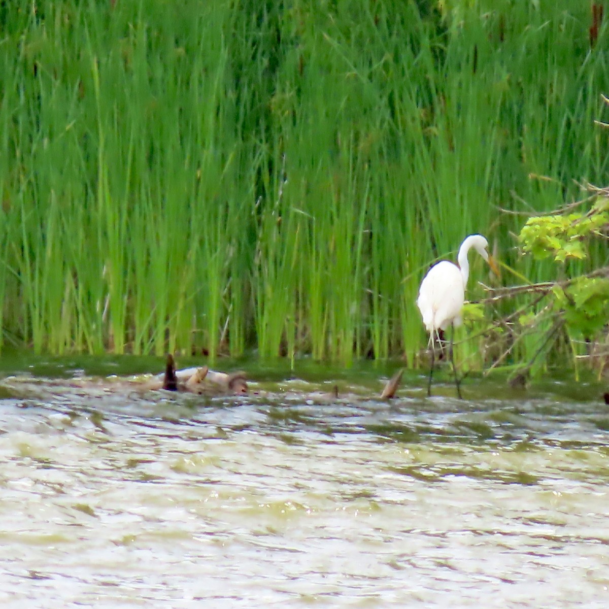 Great Egret - ML620609998