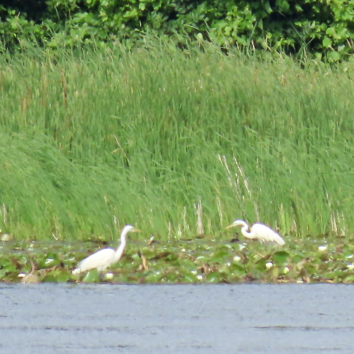 Great Egret - ML620609999