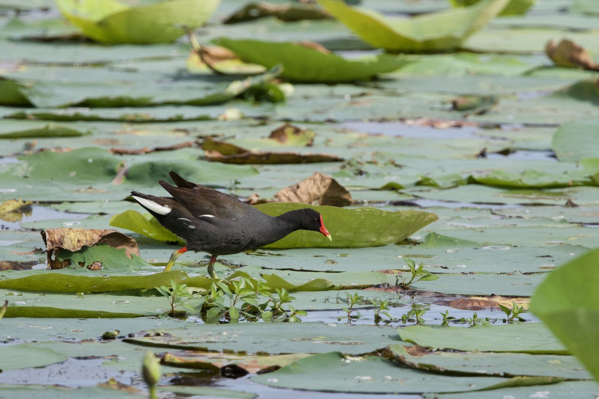 Gallinule d'Amérique - ML620610004