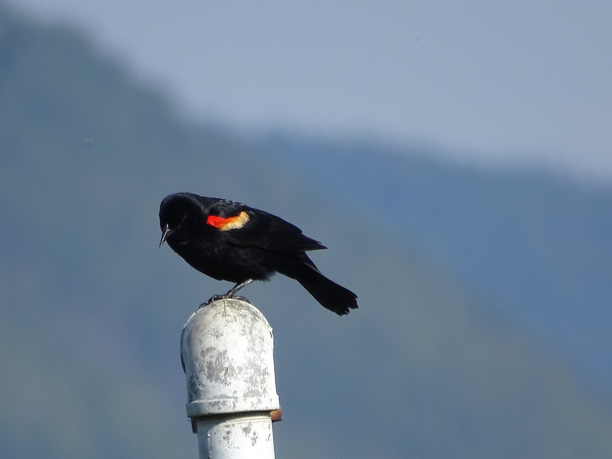 Red-winged Blackbird - ML620610005