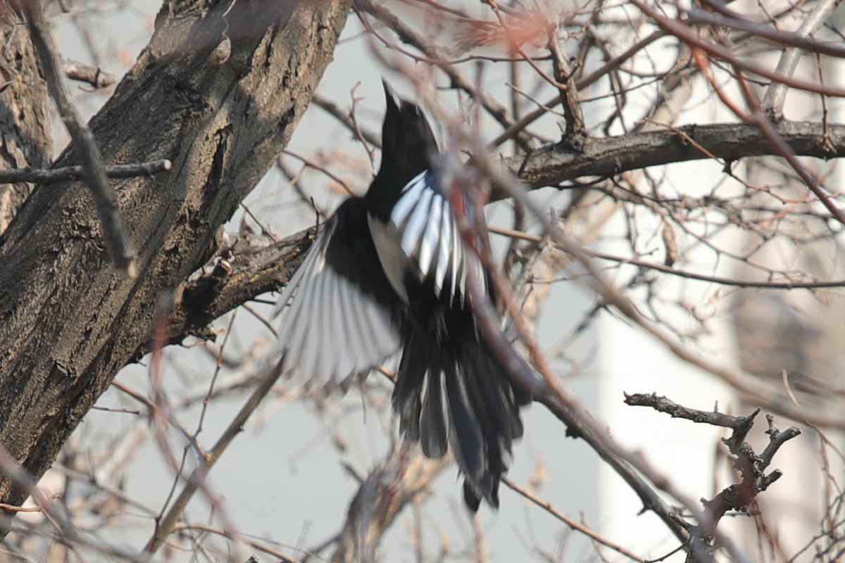 Oriental Magpie - ML620610010