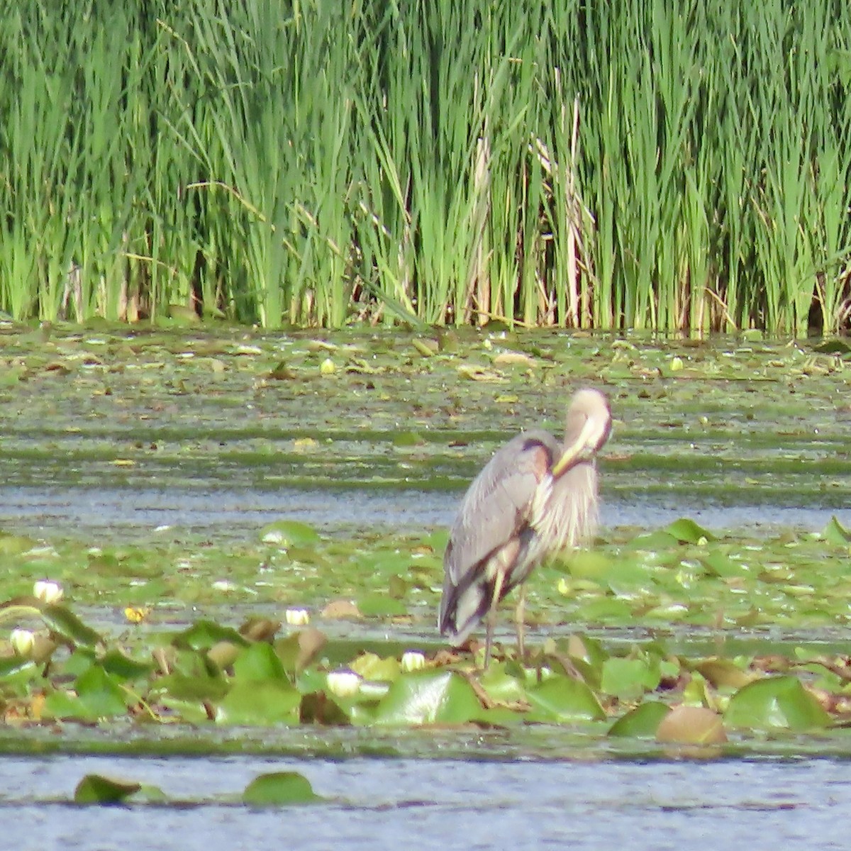 Great Blue Heron - ML620610013