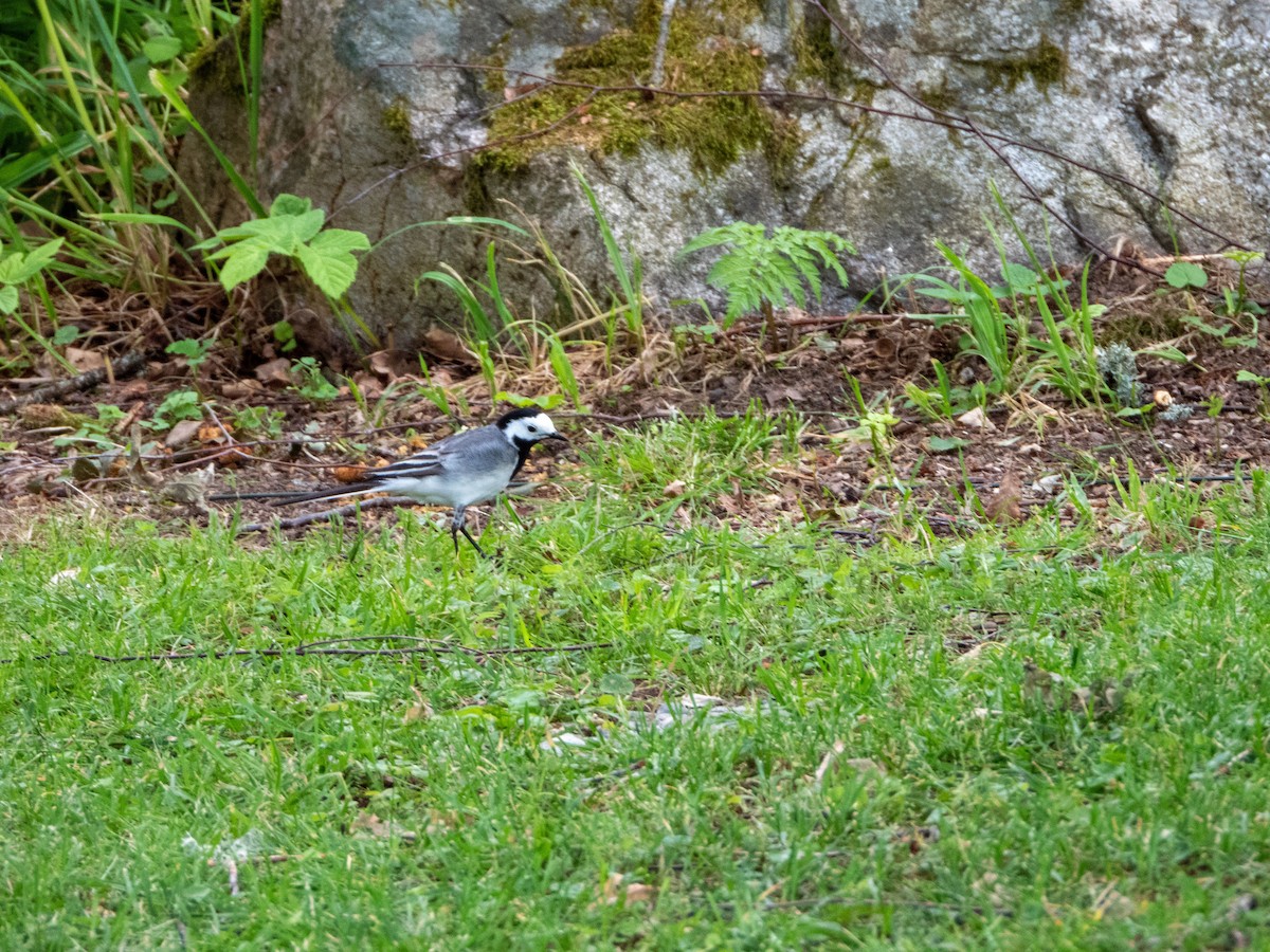 White Wagtail - ML620610017