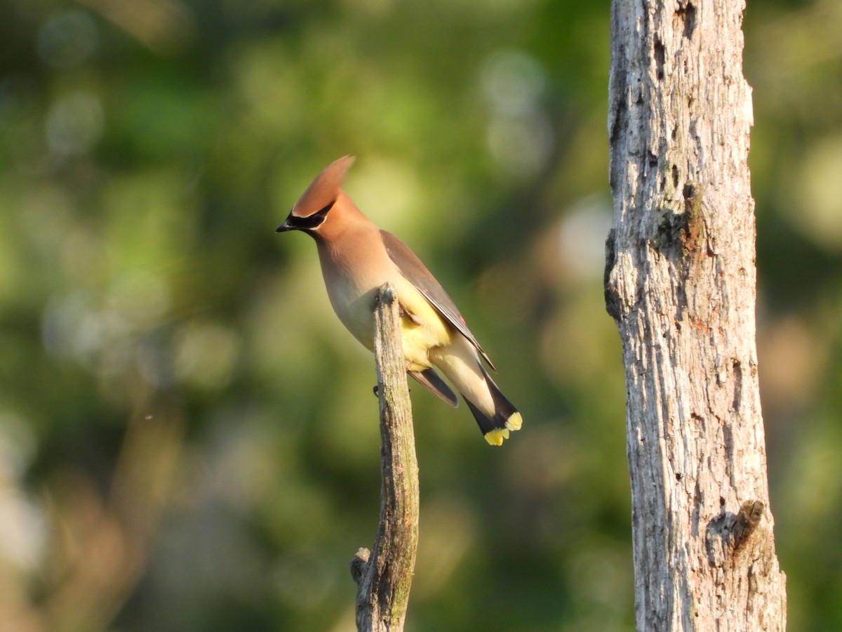 Cedar Waxwing - ML620610027