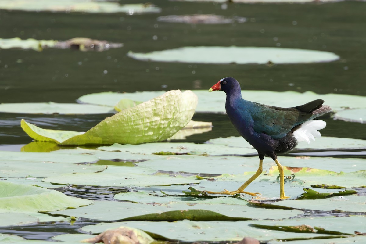 Purple Gallinule - ML620610028