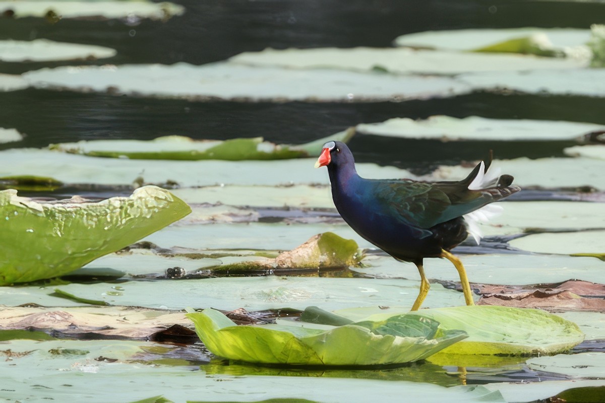 Purple Gallinule - ML620610030