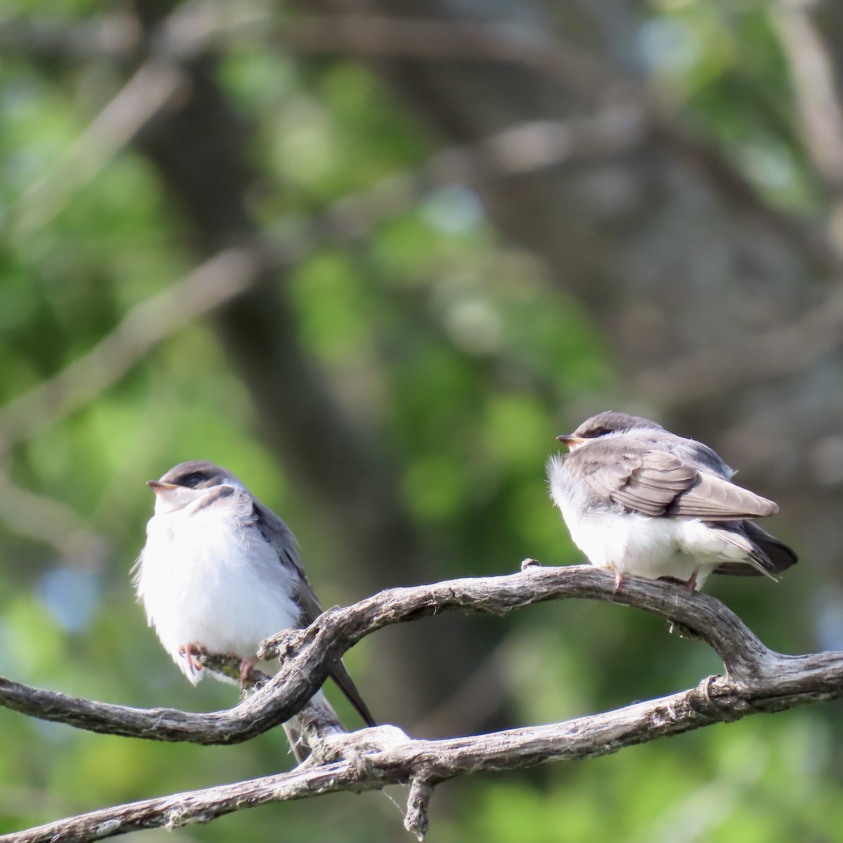 Golondrina Bicolor - ML620610033