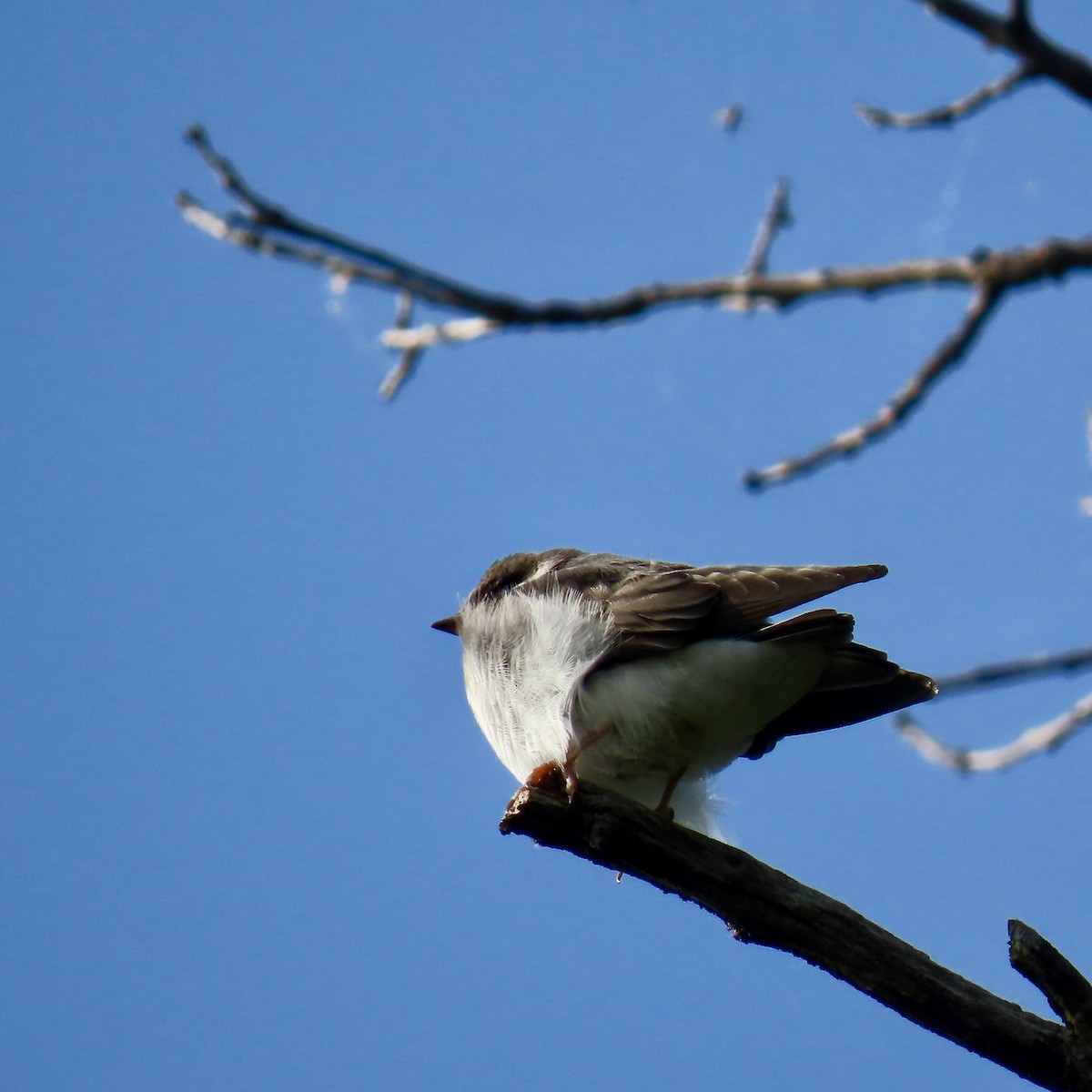 Golondrina Bicolor - ML620610034