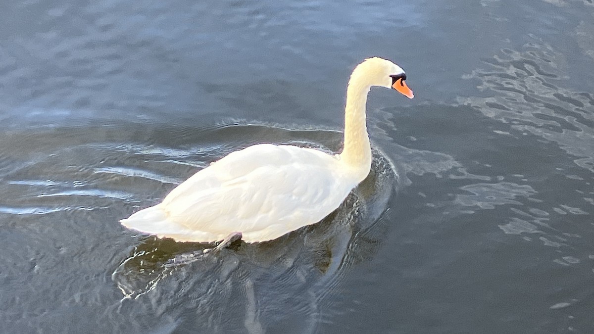 Mute Swan - ML620610035