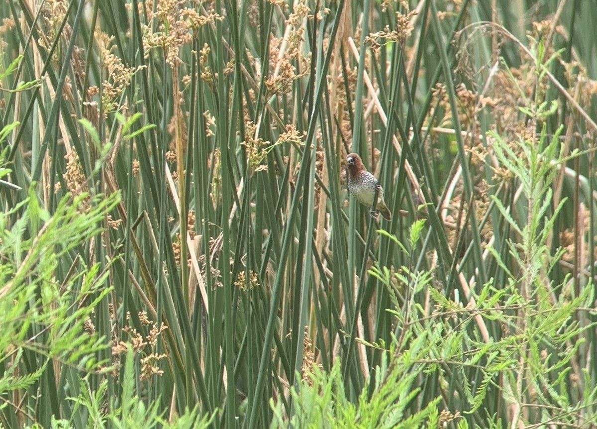 Scaly-breasted Munia - ML620610036