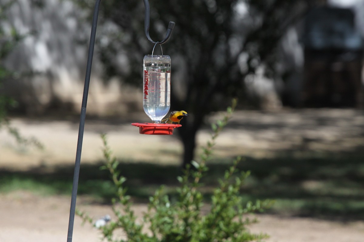 Hooded Oriole - ML620610037