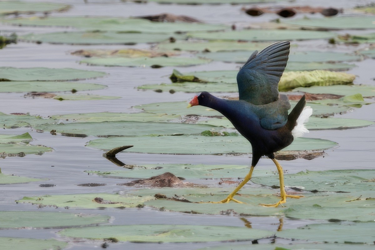 Purple Gallinule - ML620610038